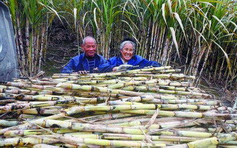 四川内江：打造“中国甜食之都” “甜味+”产业链激活“甜基因”
