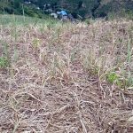 云南元阳县遭遇干旱灾害 糖业公司积极开展减灾自救