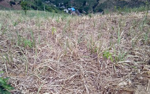 云南元阳县遭遇干旱灾害 糖业公司积极开展减灾自救