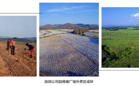 稳蔗糖产业之基 固原料发展之--英茂糖业多措并举 原料发展显成效