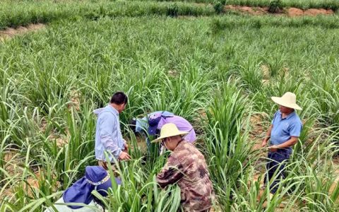 临沧市主产蔗区开展甘蔗病虫害调查