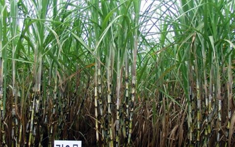 广东：宜机化甘蔗品种粤引8号获准登记