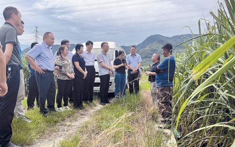 农业农村部专家到云南德宏州调研甘蔗产业