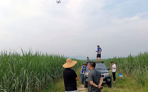 广西糖业集团全力推进甘蔗中后期病虫害统防统治