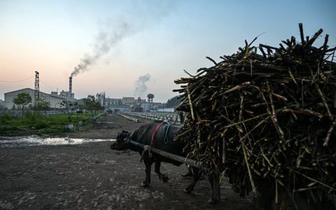 印度大米出口禁令引市场担忧 下一个限制出口的是食糖？