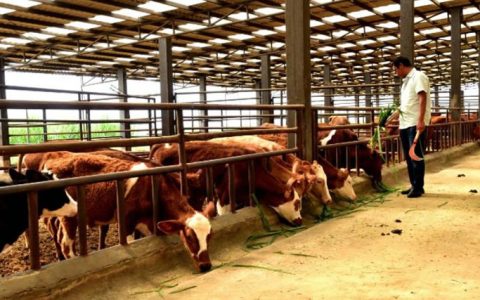 临沧临翔：“牛--菌--蔗”循环经济蹚出致富路