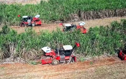 崇左市江州区：砥砺耕耘二十载 谱写“甜蜜事业”新篇章