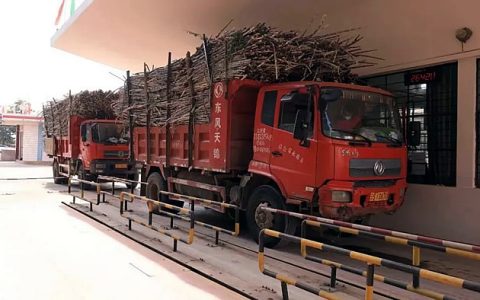 临沧永德：“红色链条”助推甘蔗产业节节高 新榨季预计入榨70万吨以上