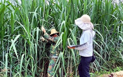 临沧永德：甘蔗产业蹚出“新路子” 蔗农过上“甜日子”