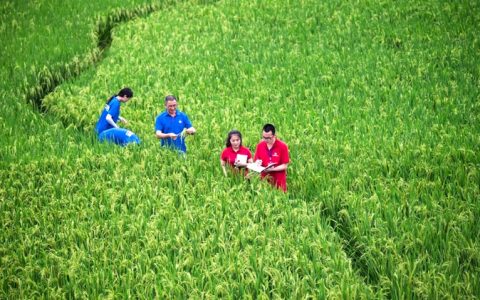 先正达首次为甘蔗生产药用“三合一”生物制剂