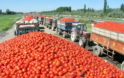 中粮糖业单季度业绩创历史新高 “糖＋番茄”双轮驱动