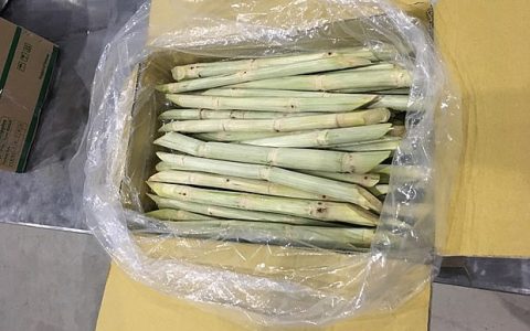 越南新鲜甘蔗出口至韩国和美国