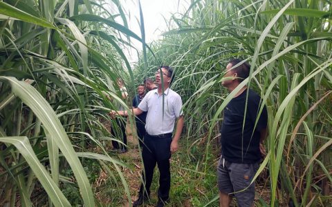 云南省甘蔗专家组赴元阳蔗区进行甘蔗产业高质量发展调研