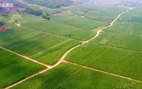 柳州市农业科学研究中心甘蔗研究所挂牌成立