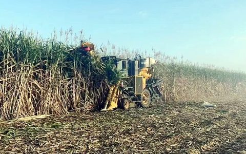 版纳英茂糖业：好消息！新榨季蔗价提高了！继续糖价联动