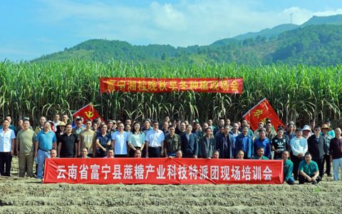 科技特派团为富宁县晚秋早冬甘蔗种植提供科技支撑