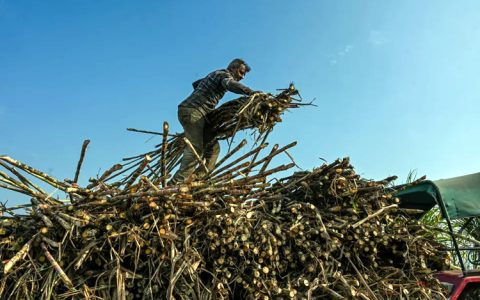 印度正式确认恢复食糖出口 全球供应格局面临调整 糖价或面临压力