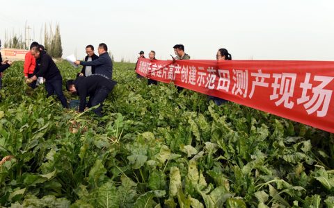 科技日报：新疆甜菜千亩示范田刷新全国高产纪录