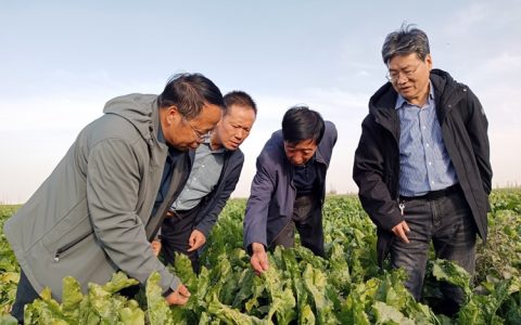 新疆刷新全国甜菜高产纪录！亩均产量8755.8公斤