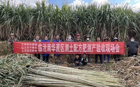 临沧：推广甘蔗新品种新技术助力糖业可持续发展