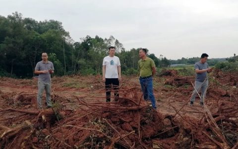 广西贵港市积极通过“招商引资”促进“清桉还蔗”工作