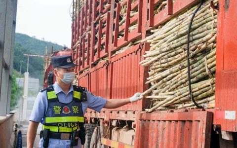 中老两国榨季甘蔗跨境运输开启！南塔省预计90万吨甘蔗入境云南 产值超7亿人民币