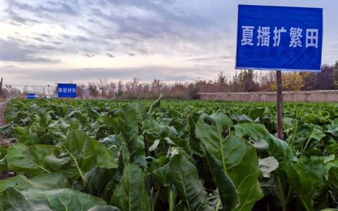 我国甜菜种子丸粒化加工技术取得重要突破