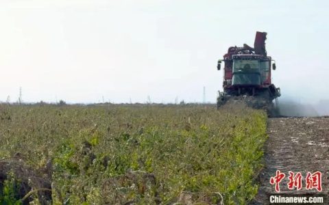 新疆伽师县20多万亩甜菜丰收 平均亩产超10吨