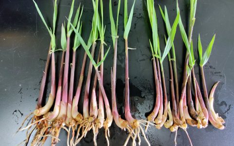 广西农业厅：2023年广西农业主推技术--甘蔗健康种茎标准化生产技术