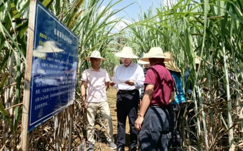 广西甘蔗所赴云南调研桂糖系列甘蔗品种在滇表现情况