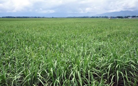 在德宏，一根甘蔗的N种可能……