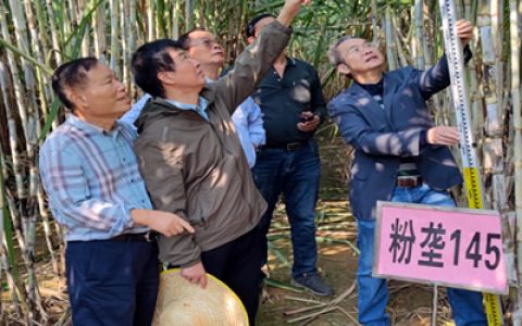 广西糖业协会理事长一行考察甘蔗粉垄“145”基地