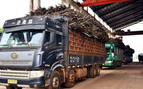 开榨啦！广东广垦糖业集团甜蜜事业顺利开工