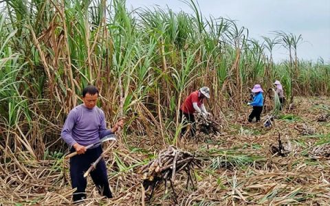 广东广垦糖业：1400多名民工助力华海“甜蜜榨季”