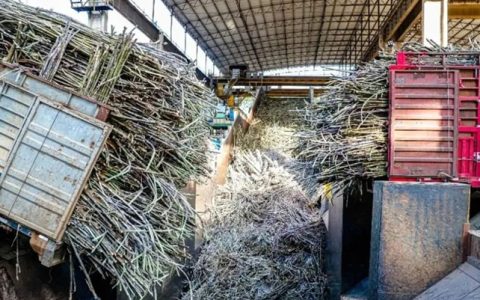 新榨季 新作为 新超越--广西东亚糖业2023/24新榨季顺利启幕