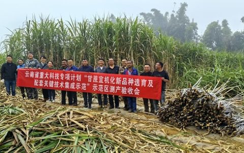 云南省重大科技专项耿马甘蔗示范区通过测产验收