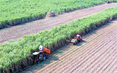 全区桂糖系列良种覆盖率98% 广西“甜蜜事业”连续32年领跑全国