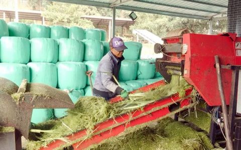 临沧市临翔区：蔗梢养牛发展循环经济