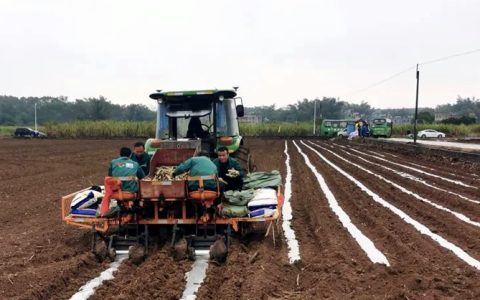 广西钦州市召开2024年糖料蔗春耕生产暨“桉退蔗进”现场推进会