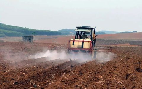 广西：两兄弟自管800亩蔗地 科技赋能亩产7.5吨
