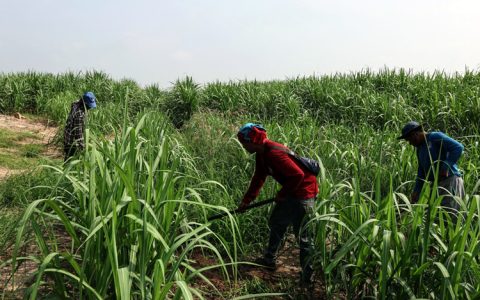 干旱过后产量下滑 全球第三大产糖国产量预估再次下调