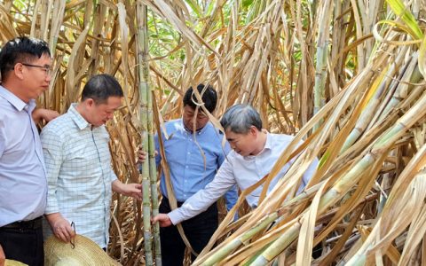 云南：国家重点研发计划专项课题助力甘蔗产业高质量发展