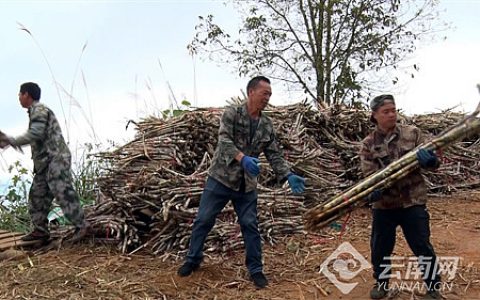 云南蒙自：甘蔗丰收 生活“甜蜜” 