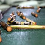 一株良种，万根好蔗！广西甘蔗健康脱毒种苗加工过程