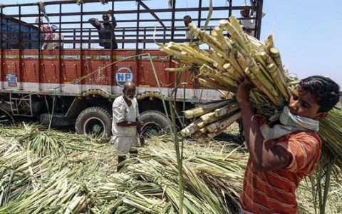 印度马邦已产糖1059万吨 同比略增 120家糖厂收榨