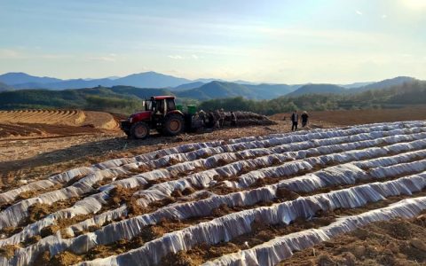 破局起势！英茂糖业勐捧糖厂国内蔗区甘蔗种植初见成效