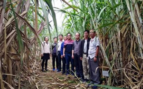 普洱景谷：党建引领 蔗糖产业提档加速 “甜蜜事业”驶入快车道 