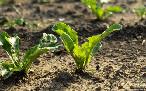 A股上市公司亚盛集团布局甜菜制糖产业 拟5.9亿元投建甜菜一体化项目