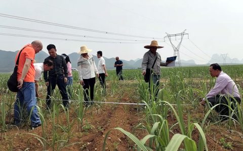柳州：2024年甘蔗种植面积111万亩 同比增3.3% 近10年新高