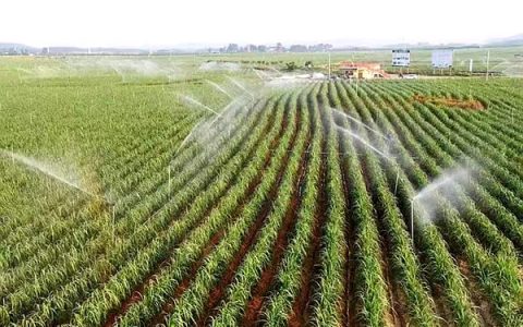 广西来宾市2024年糖料蔗种植面积181万亩 同比增加3.68万亩